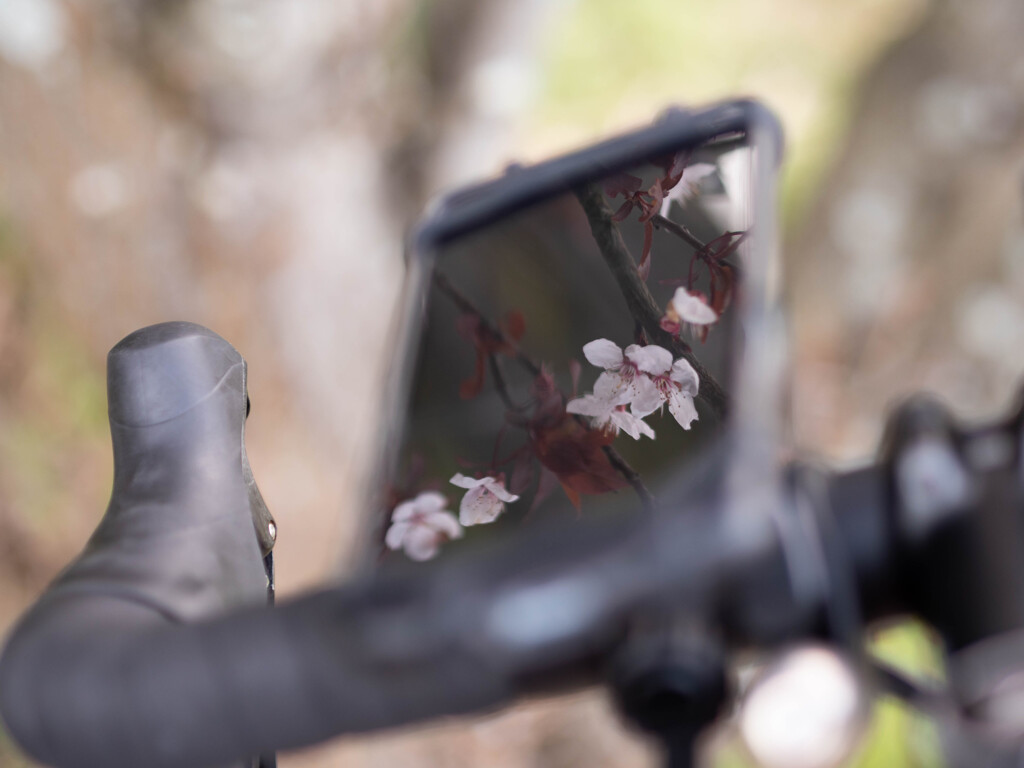 しまなみ　3　桜と自転車