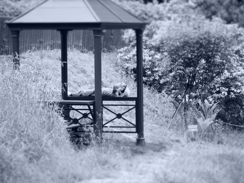 お昼寝