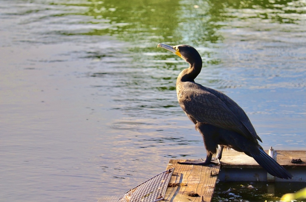 井の頭公園にて