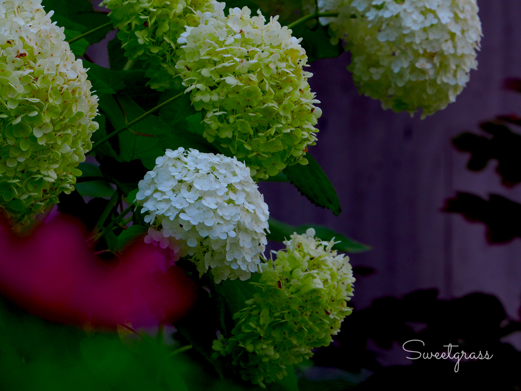 Fresh morning