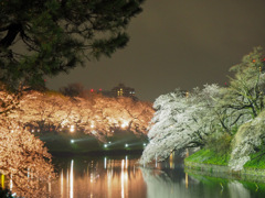 夜桜