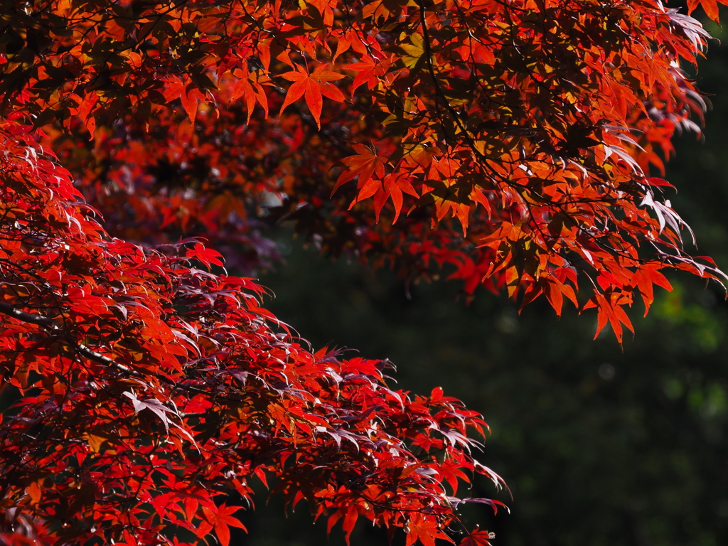 深紅