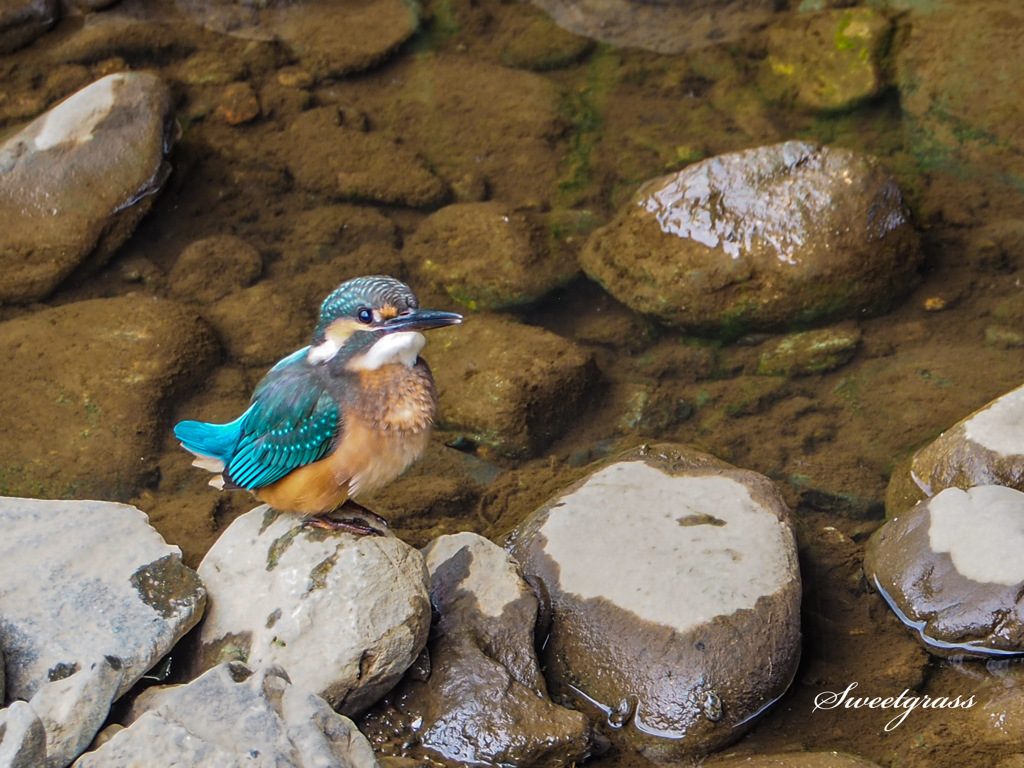 The Adventures of Young Bird