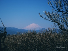 Mt. Fuji with white winter coat