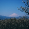 Mt. Fuji with white winter coat