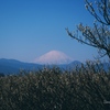 Mt. Fuji with white winter coat