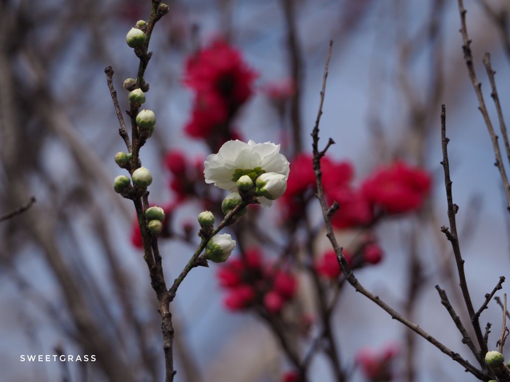 Between Coolness and Passion