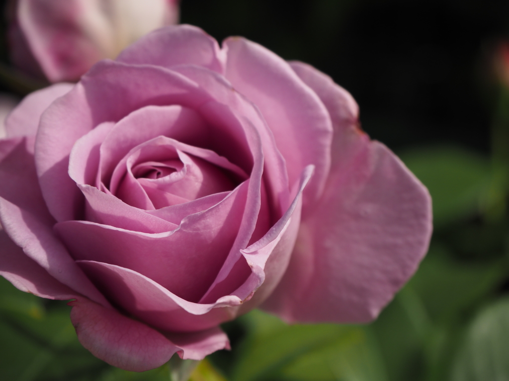 Amorous