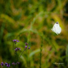 Fluffy butterfy