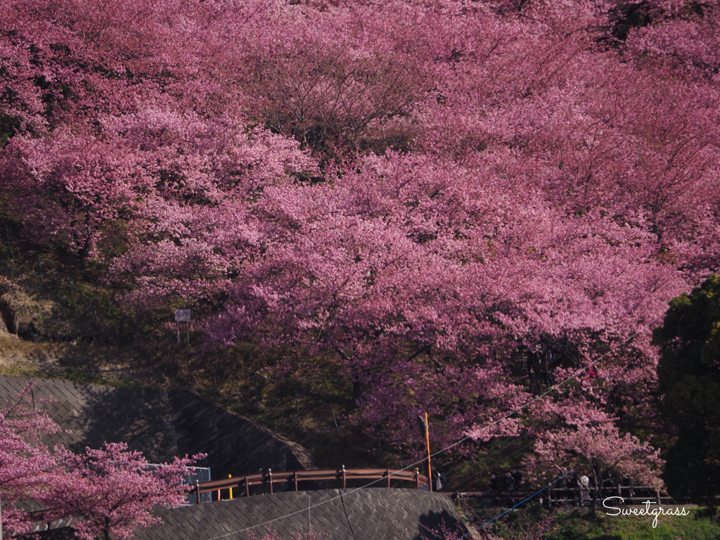 桜雲