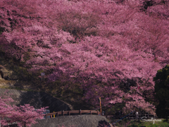 桜雲