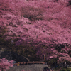 桜雲