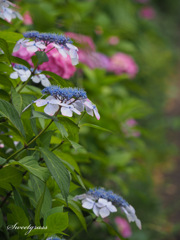 Wayside flowers