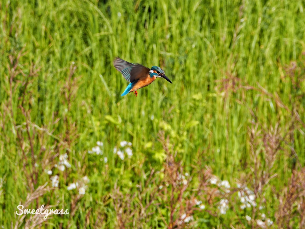 One spring afternoon