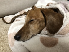 今日は雨だ ﾜﾝ