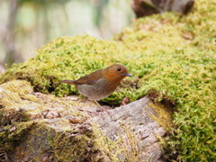 5月の森の鳥のうた