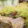 5月の森の鳥のうた