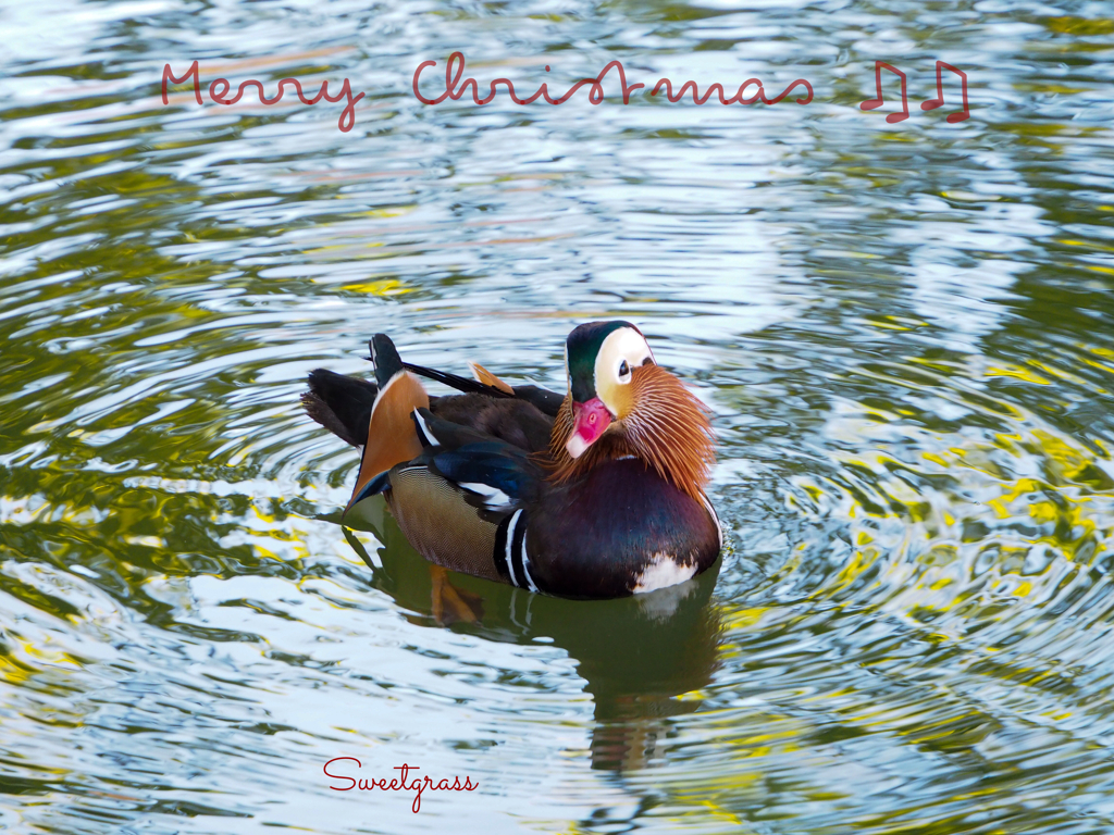 Merry Christmas