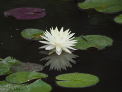 Purity