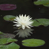 Purity