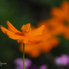 Late summer