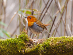 Robin