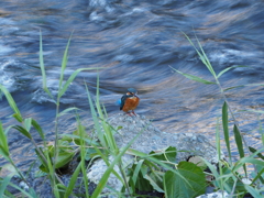 Standing in the stream