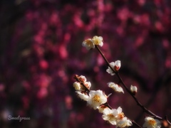 Fragrant