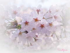 Sakura diaries 2