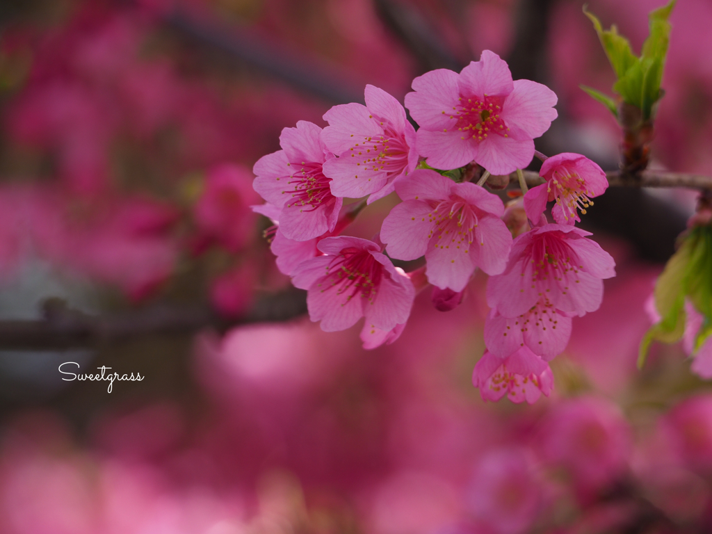 Sakura diaries