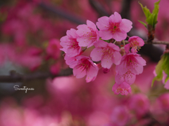 Sakura diaries