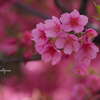 Sakura diaries