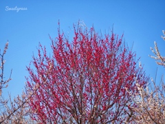 The scent of spring