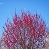 The scent of spring