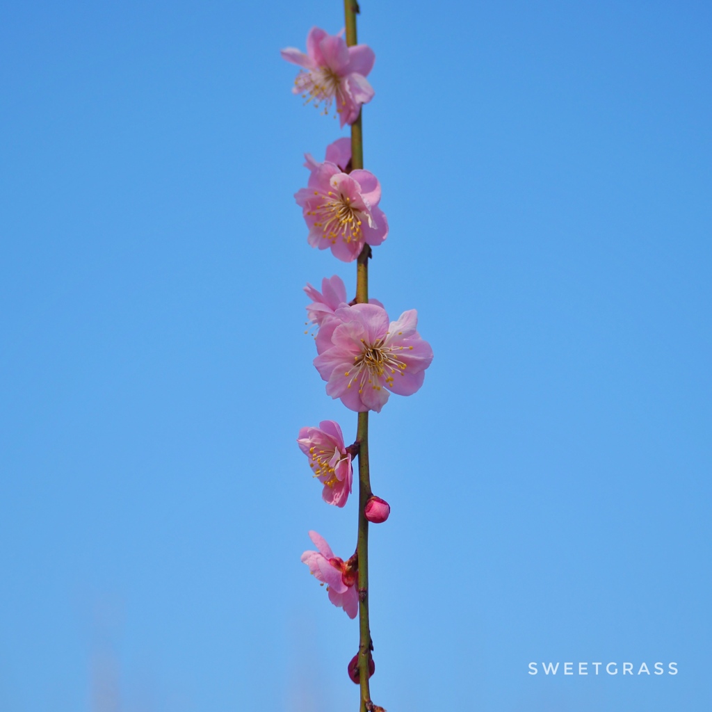 Reach the sky