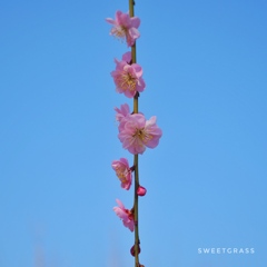 Reach the sky