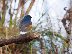 幸せの青い鳥