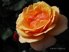 Delight