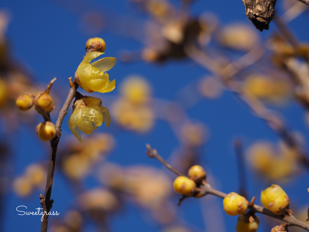 Wintersweet