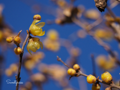 Wintersweet