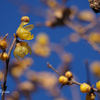 Wintersweet