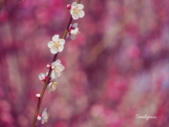 Beauty of impermanence
