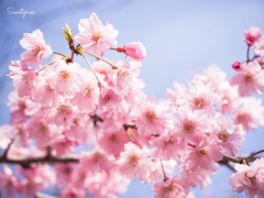 Sakura diaries 3