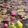 Monet's view