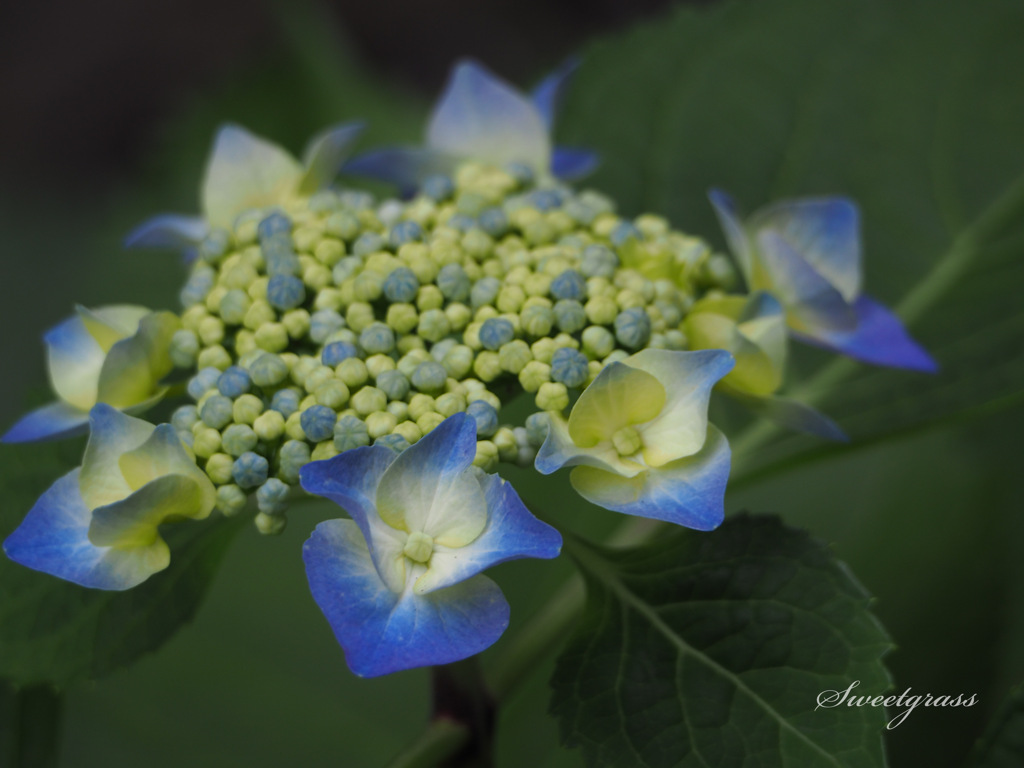 Bloom again