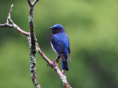 The blue bird of happiness