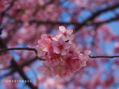 Transient beauty