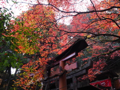 Kyoto, again