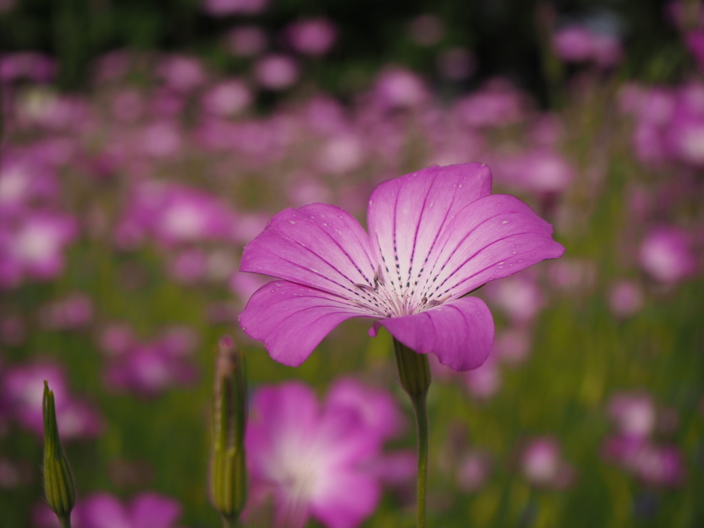 Purple heaven