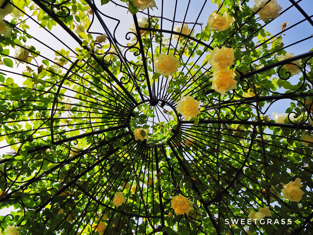 Rose dome